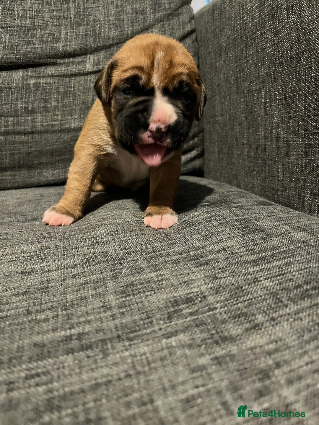 Boxer dogs for sale: Beautiful bob/tailed litter pure boxers  - Advert 28