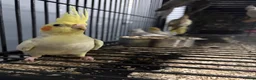 Mixed Breed birds for sale: Various Stunning Birds - Nationwide Delivery  in Newcastle upon Tyne - Advert 15