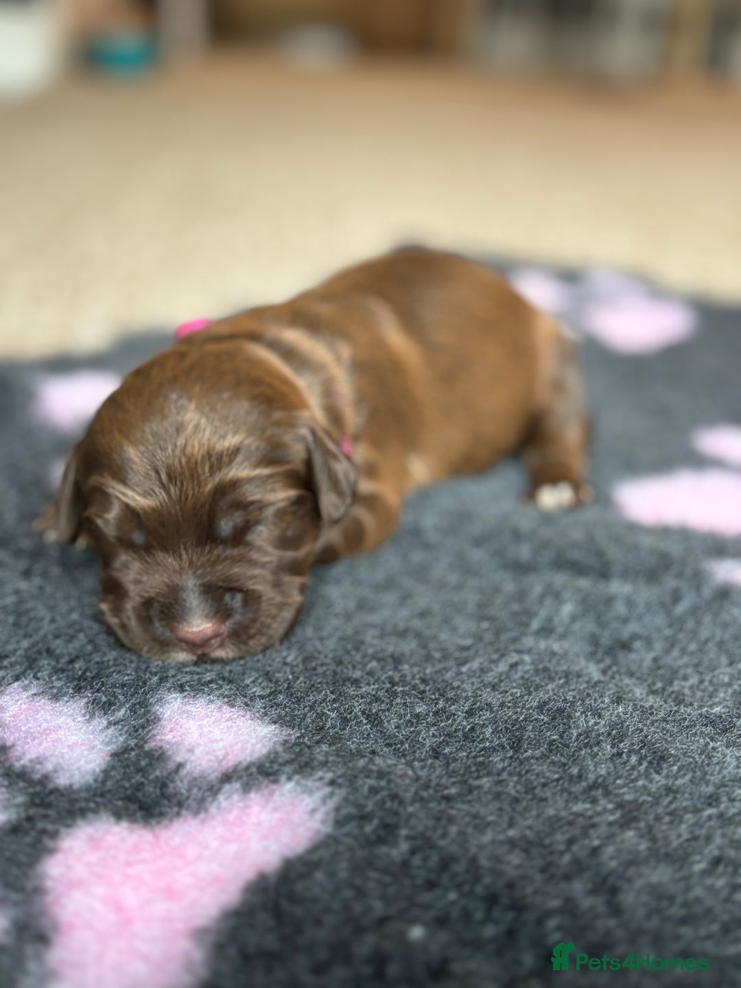 Mixed Breed dogs for sale: Spaniel cross staffy pups  - Advert 3