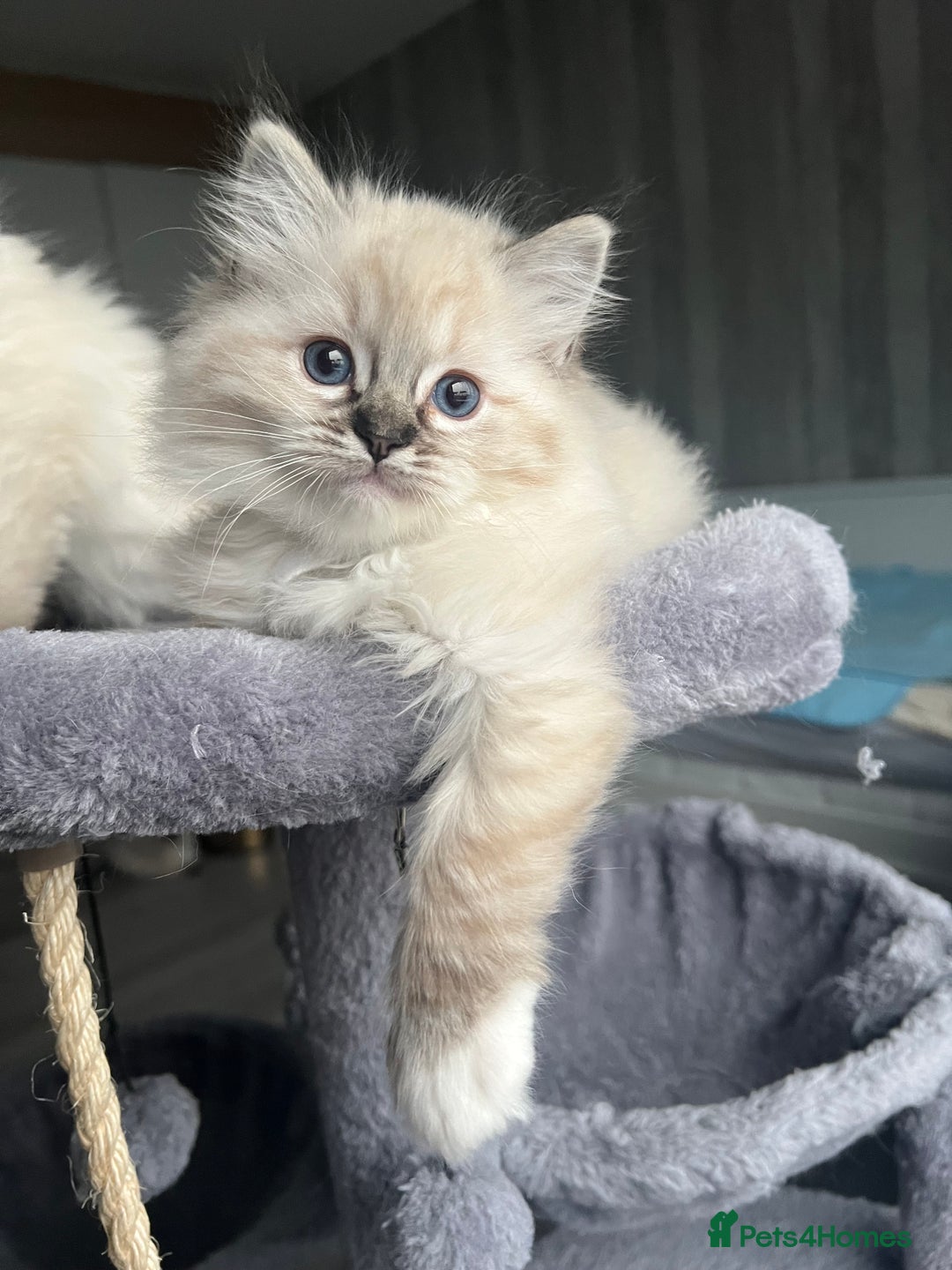 Ragdoll cats for sale: GCCF Ragdoll kittens for sale - Advert 33