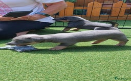 Jack Russell dogs for sale: Lilac/Blue Jack Russell puppies  in Hornchurch - Image 34