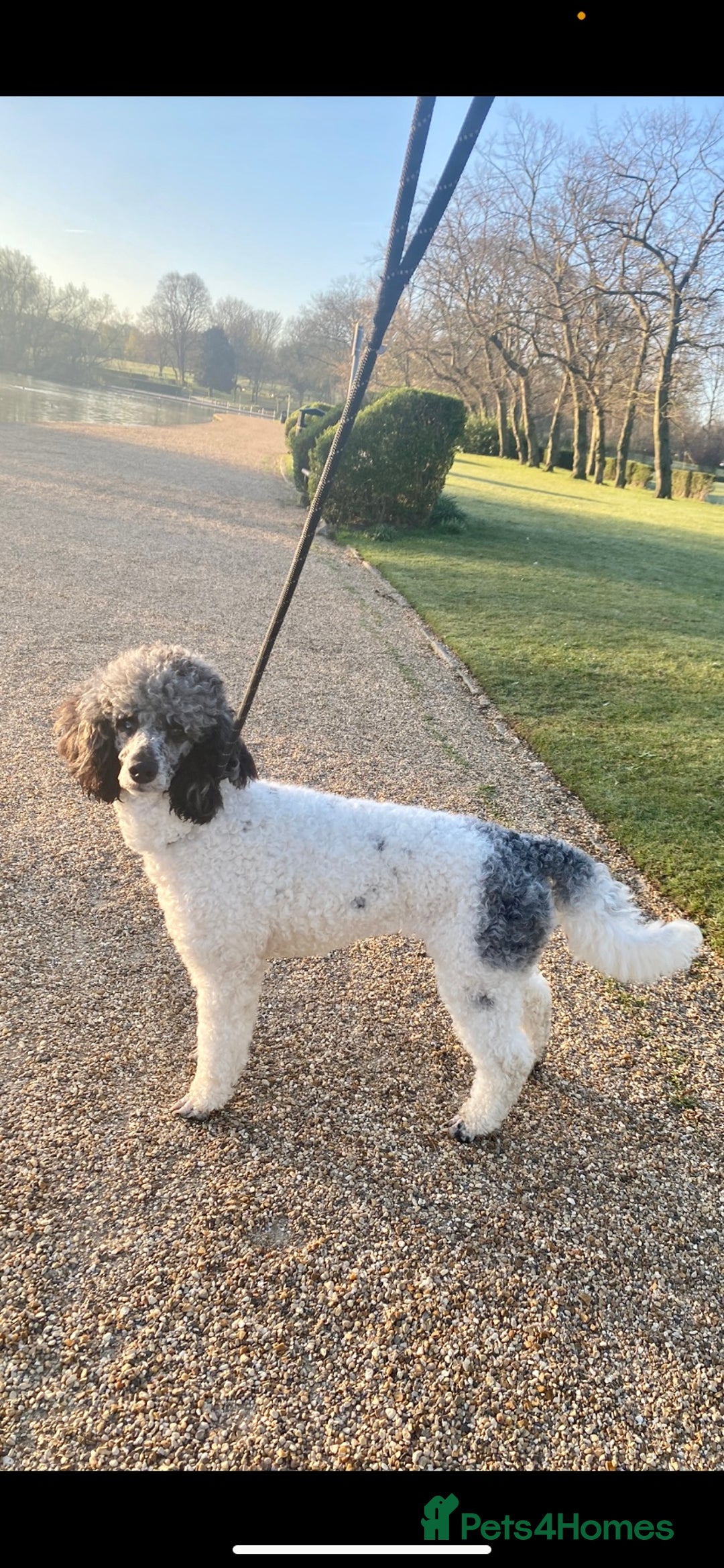 Poodle dogs for sale: Beautiful female merle parti poodle  - Advert 1