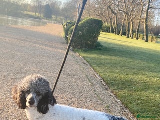 Poodle dogs Beautiful female merle parti poodle - Advert 1