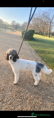 Poodle dogs Beautiful female merle parti poodle - Advert 1