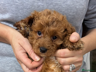 Cockapoo dogs Beautiful toy cockapoo - Advert 5