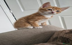 Mixed Breed cats for sale: 07759 033951 1 tabby girl  - Image 13