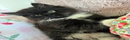 British Longhair cats for sale: 🐈‍⬛ British Longhair Mix Brother & Sister 🐈‍⬛  - Advert 9
