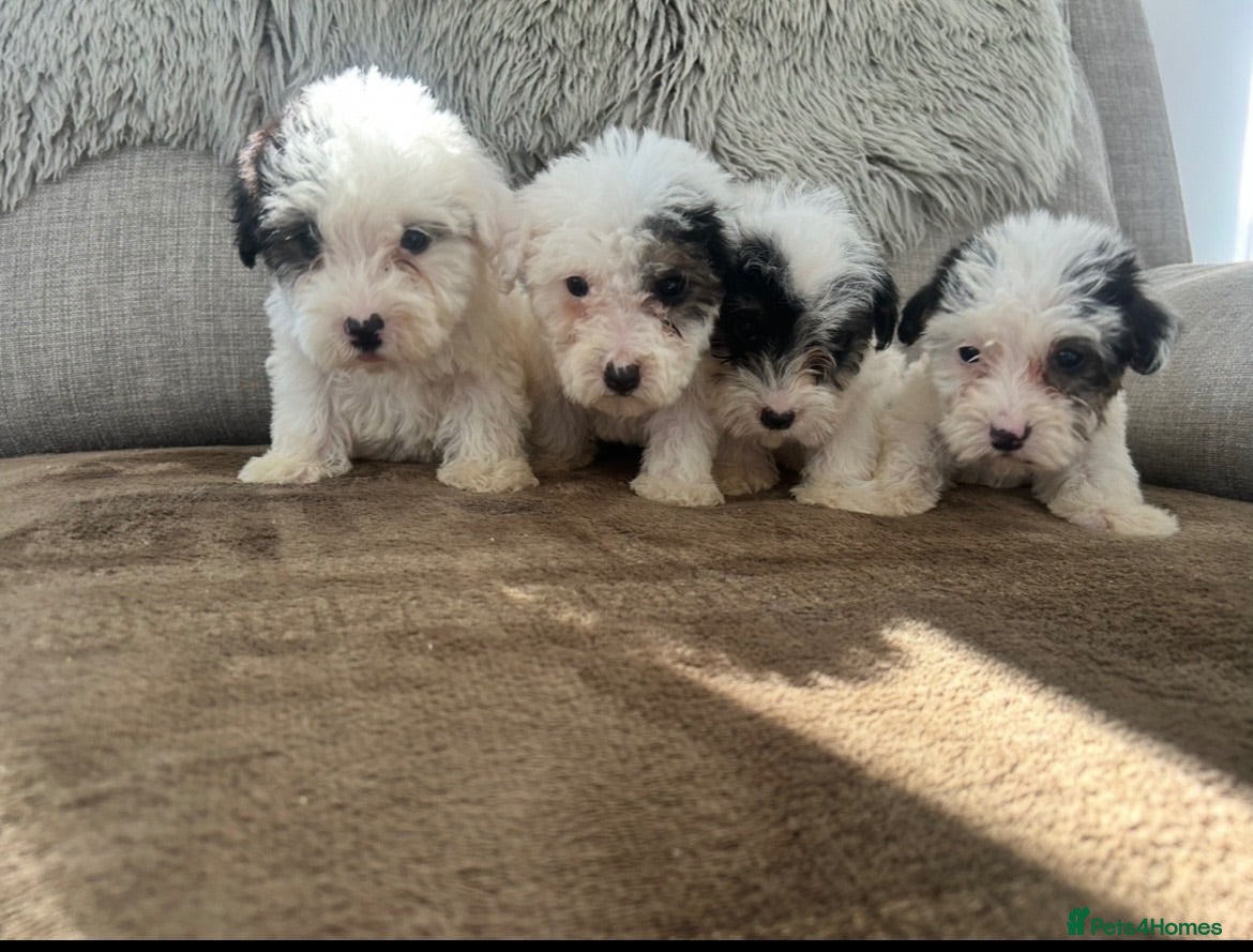 Sealyham Terrier dogs Sealyham puppies  - Advert 1