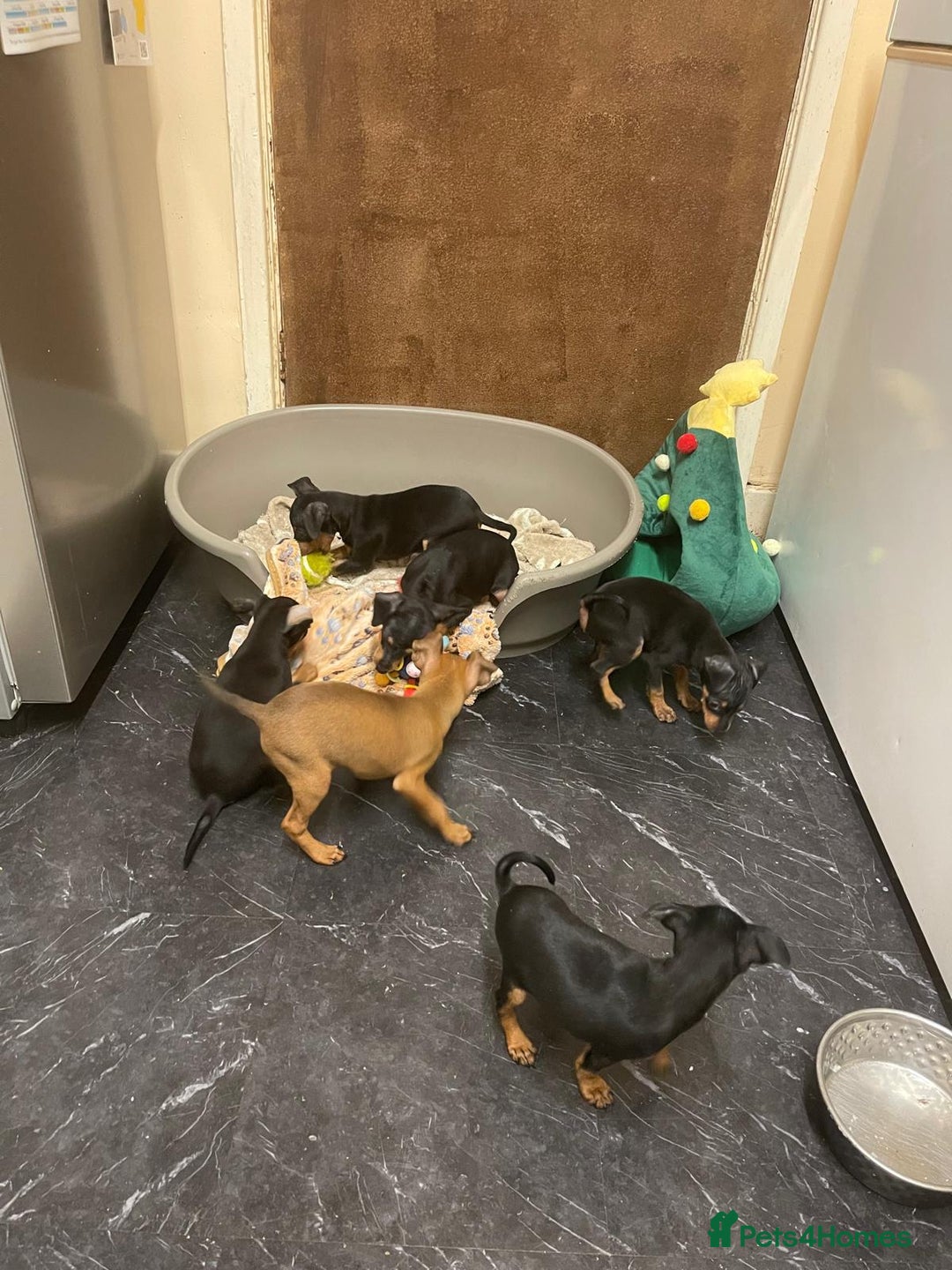 Miniature Pinscher dogs for sale: Beautiful Miniature Pinscher . - Advert 26