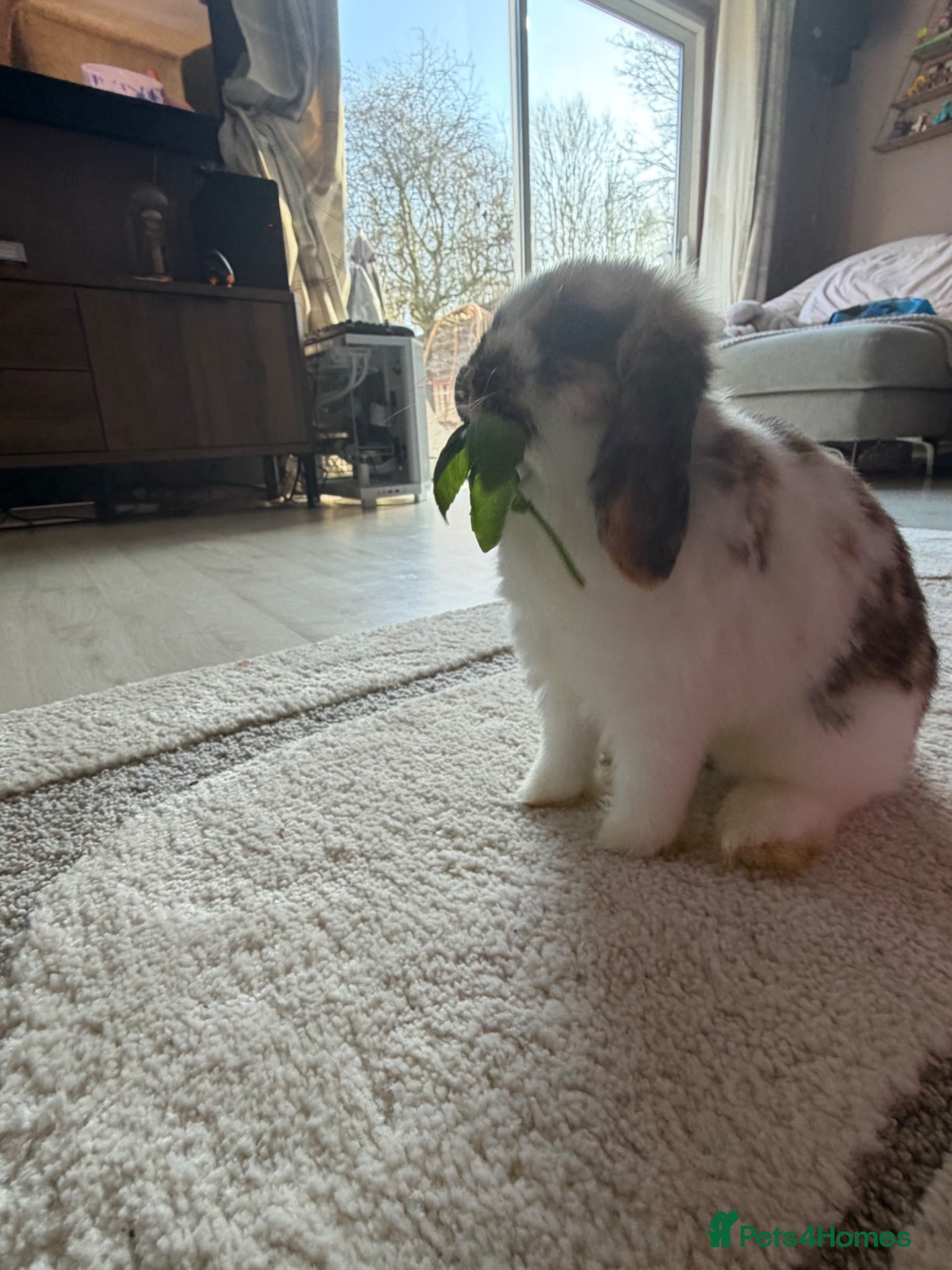 Mini Lop rabbits Mini lop rabbit  - Advert 3