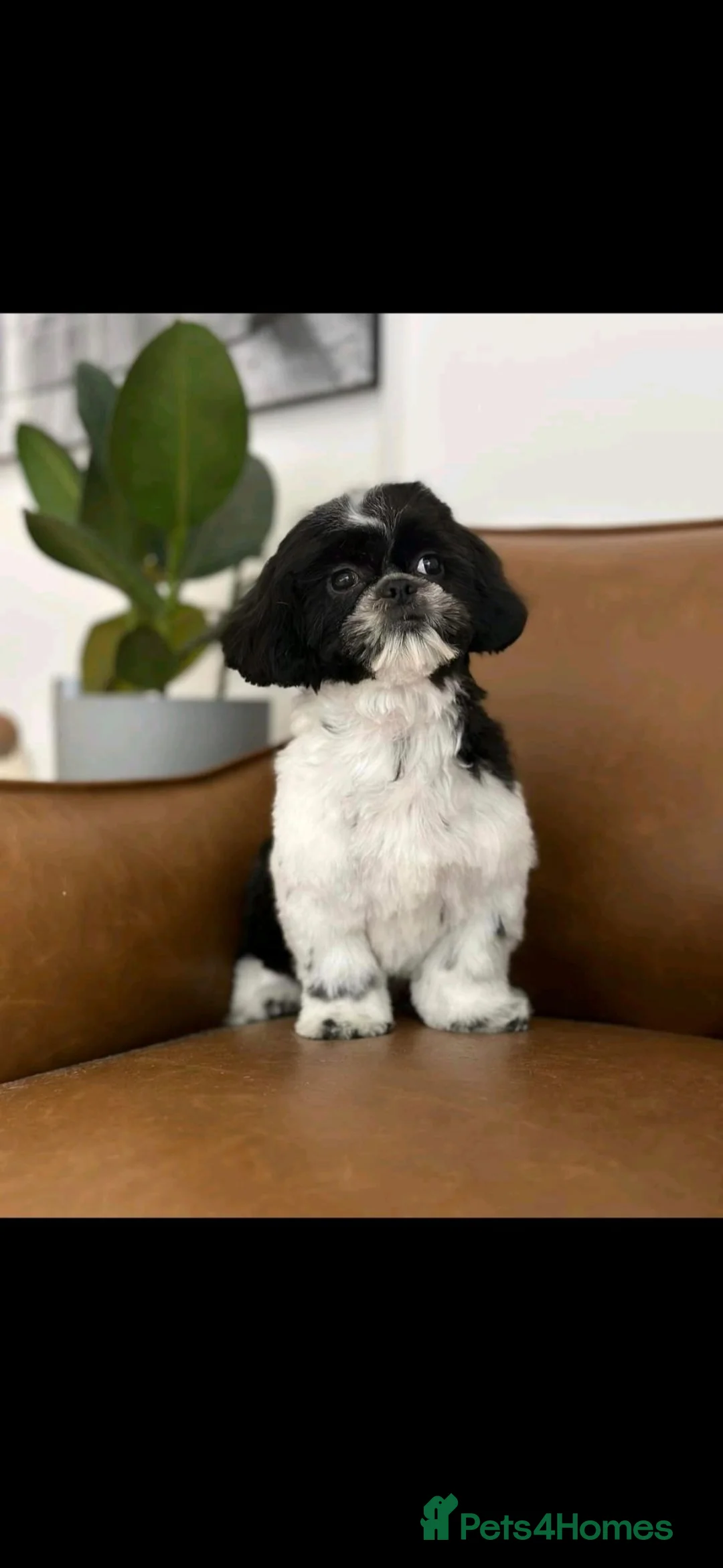 Mixed Breed dogs for sale: French bulldog Tzu pups - Advert 1