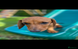 Dachshund dogs for sale: SOLD OUT! Thank you very much!!! Lovely Dachshunds - Advert 25