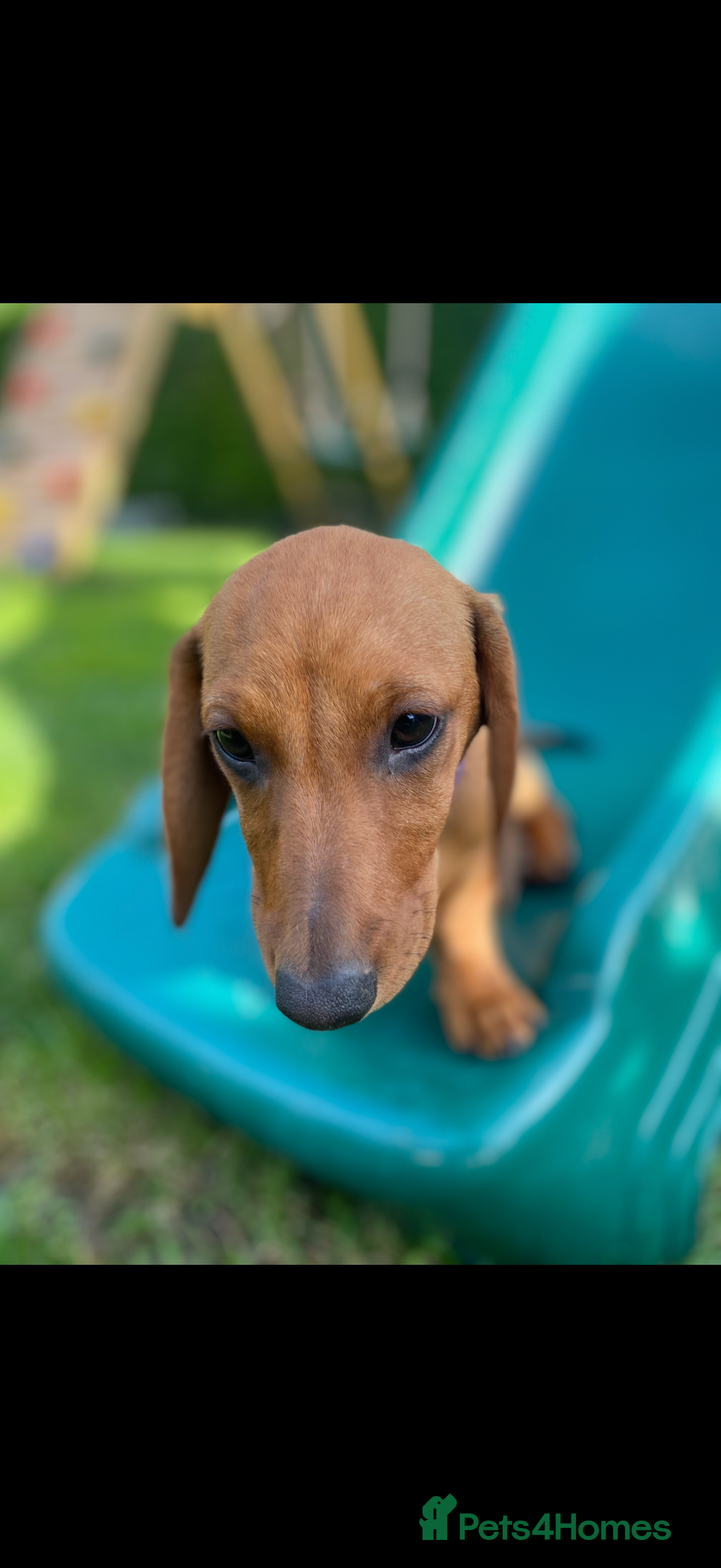 Dachshund dogs for sale: SOLD OUT! Thank you very much!!! Lovely Dachshunds - Advert 25