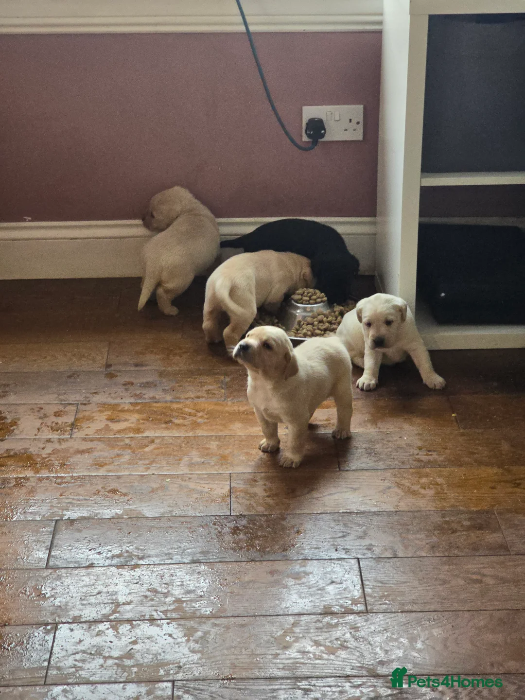 Labrador Retriever dogs for sale: Kennel club registered labrador retriever pups - Advert 2