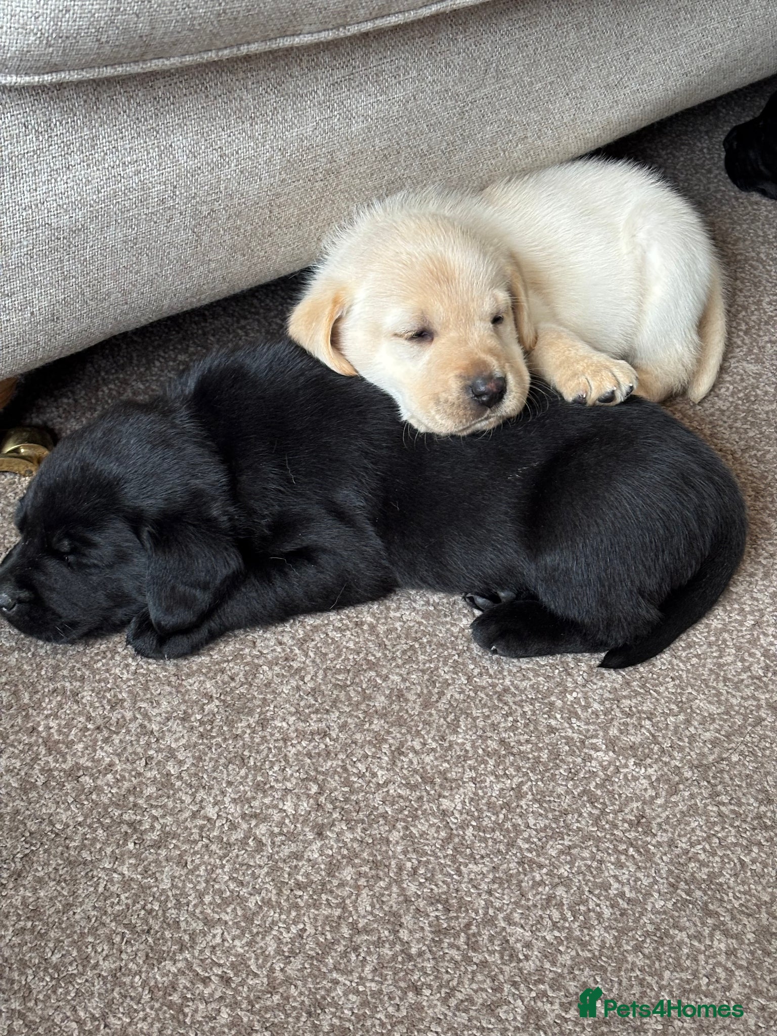 Labrador Retriever dogs Beautiful Kennel Club Registered Labrador Puppies - Advert 1