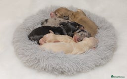Miniature Dachshund dogs for sale: Exceptional champion PRA clear KC reg  - Image 4
