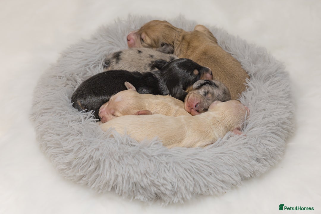 Miniature Dachshund dogs for sale: Exceptional champion PRA clear KC reg  - Image 4