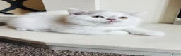 British Shorthair cats for sale: 🐾 Beautiful British Shorthair Kittens 🐾 in Birmingham - Advert 5