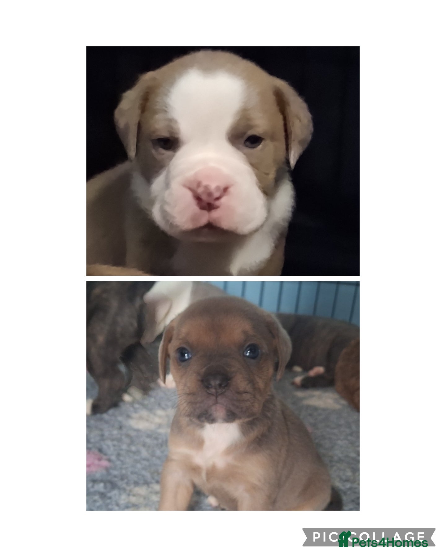Mixed Breed dogs Old tyme x puppys  - Advert 5