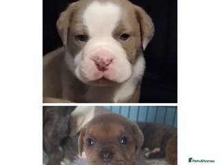 Mixed Breed dogs Old tyme x puppys - Advert 4