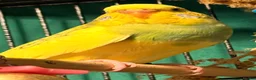Budgerigars birds for sale: • Bonded pair — male & female young runcorn   ✅ - Advert 16