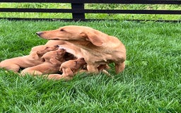 Labrador Retriever dogs for sale: Working Labrador pups  - Image 6