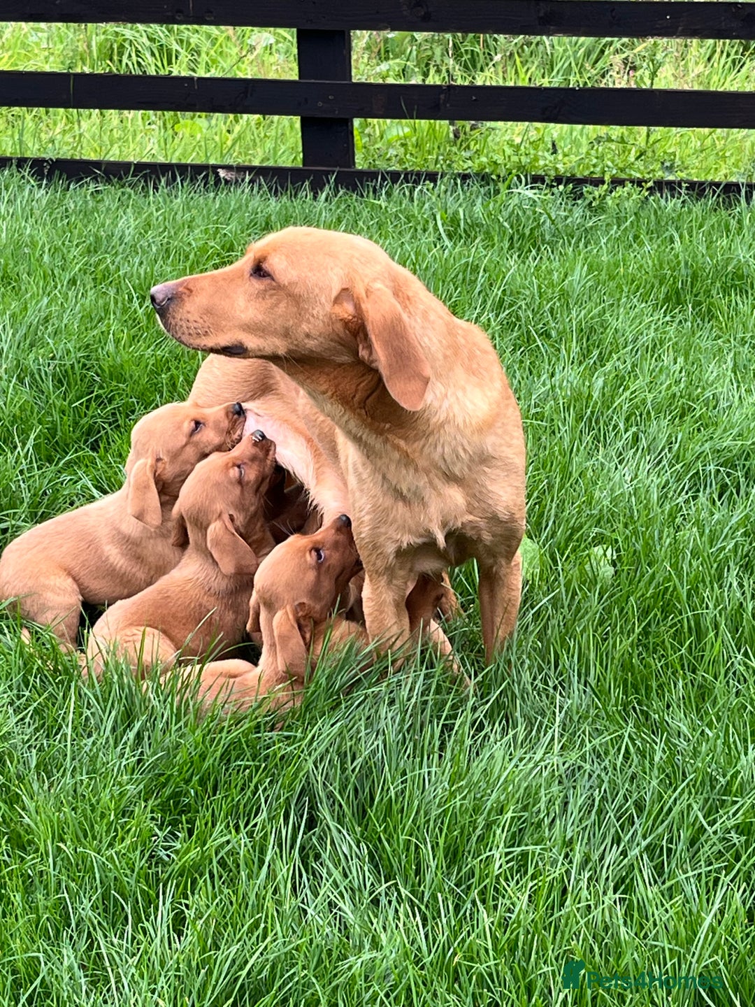 Labrador Retriever dogs for sale: Working Labrador pups  - Image 6