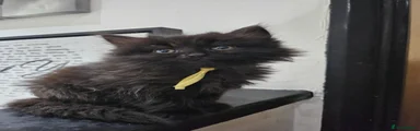 British Longhair 1