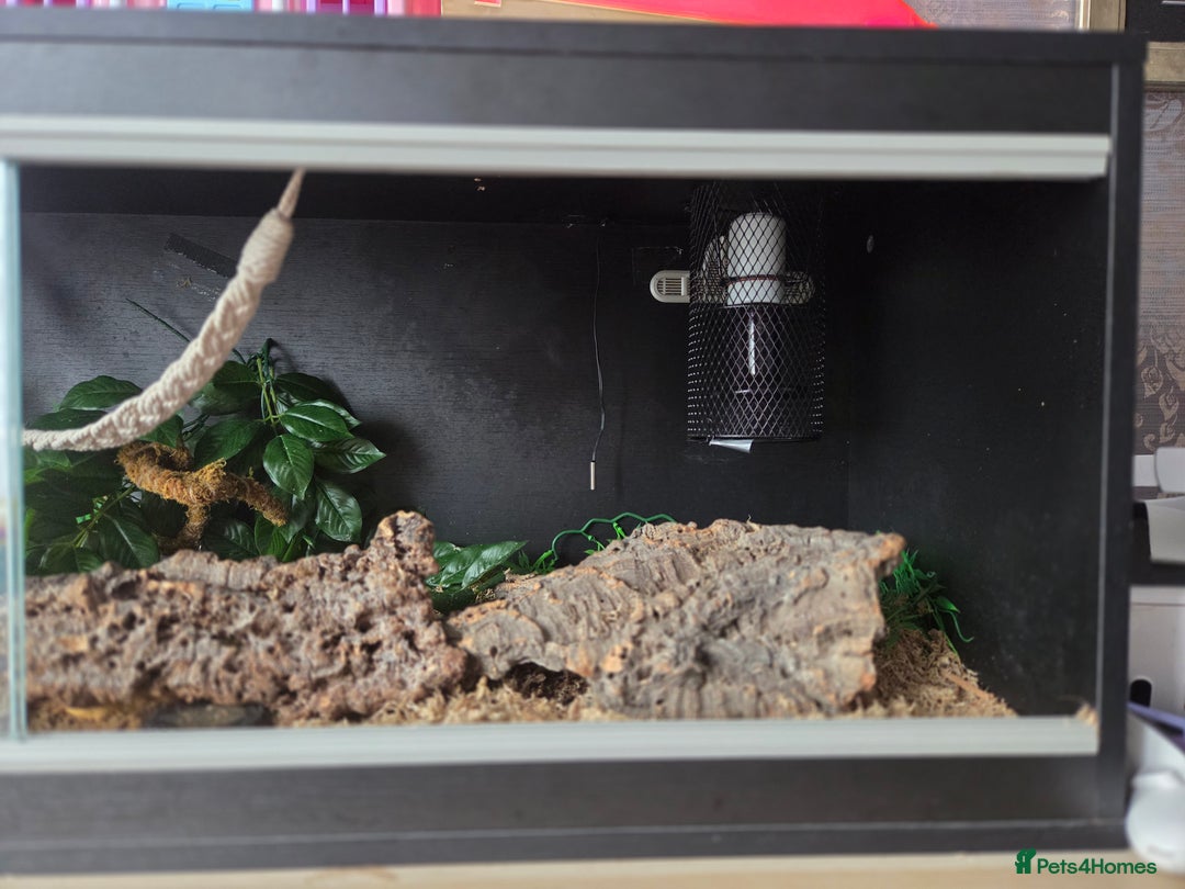 Python Snake reptiles for sale: Royal Python complete set up - Image 7