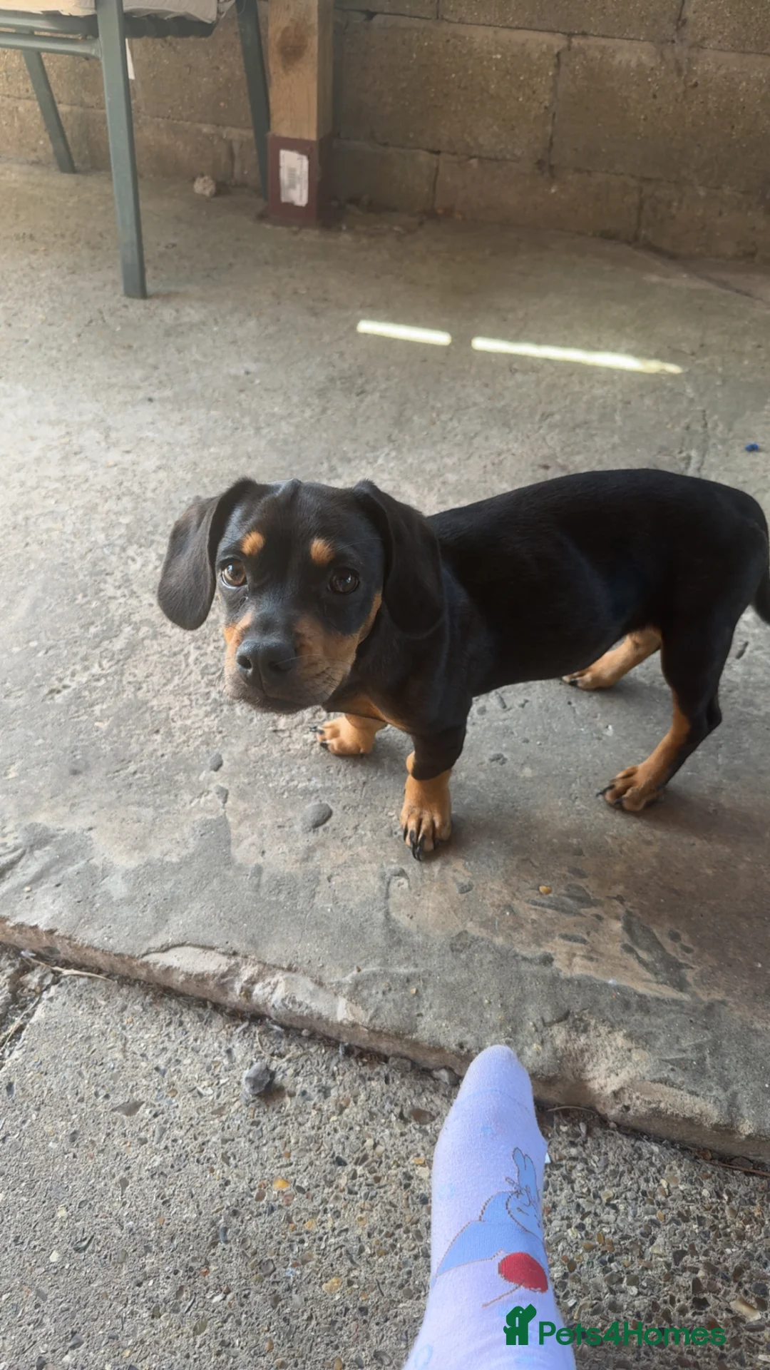 Mixed Breed dogs for sale: Dachshund cross Frenchi for sale  - Advert 2