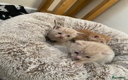 Domestic Shorthair cats for sale: Cream and ginger girls  - Image 4