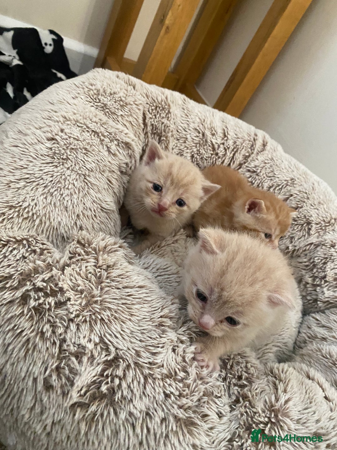 Domestic Shorthair cats for sale: Cream and ginger girls  - Image 4