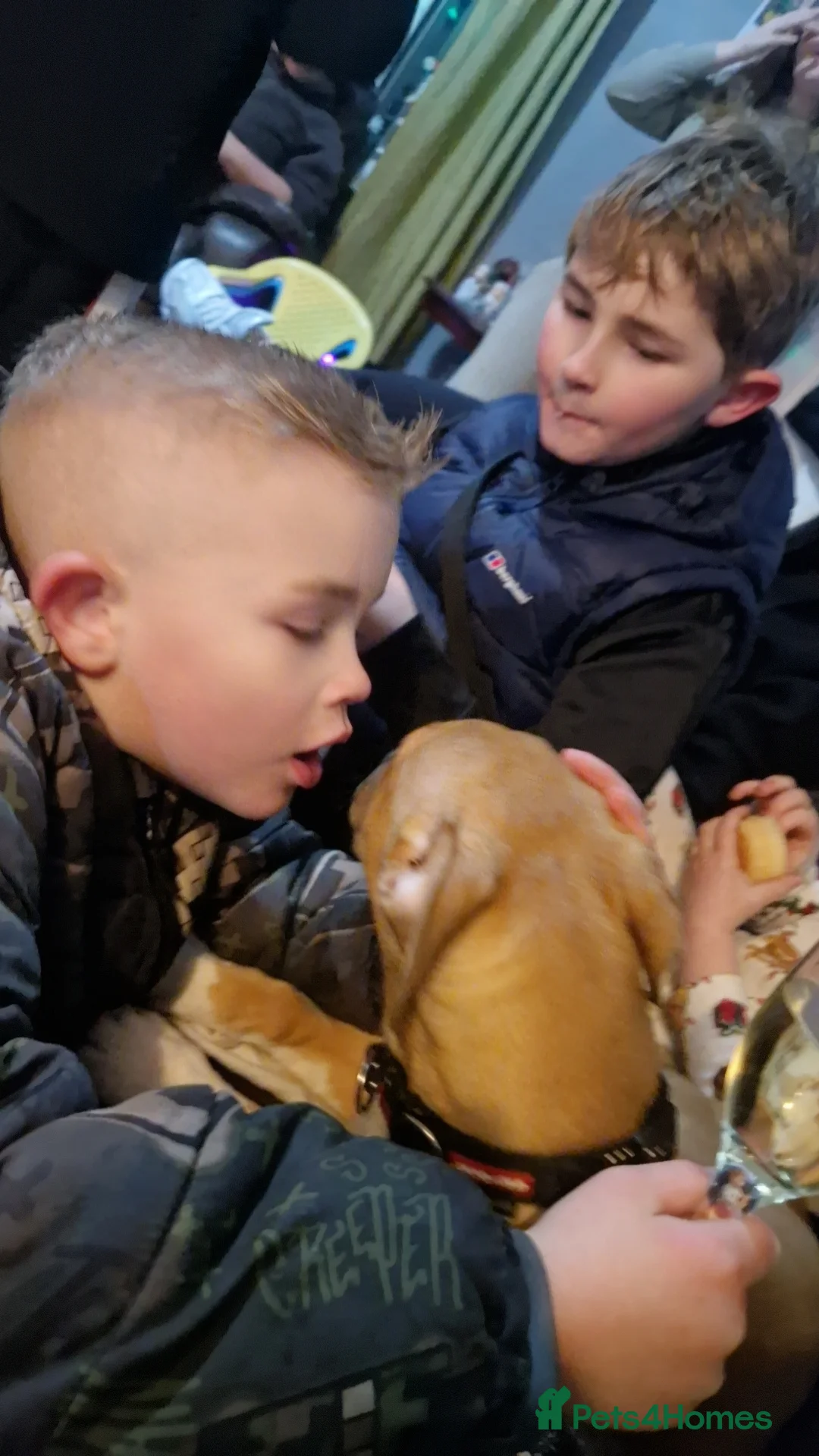 Mixed Breed dogs for sale: Xena  - Advert 2