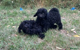 Cockapoo dogs for sale: Cockapoo Puppies - Advert 13