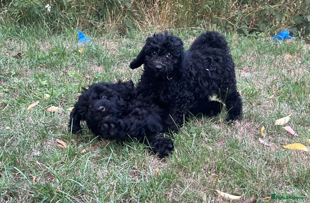 Cockapoo dogs for sale: Cockapoo Puppies - Advert 13