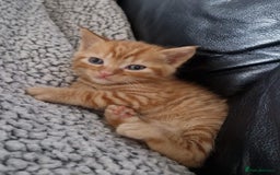 Domestic Shorthair cats for sale: Kittens For Sale - Image 7