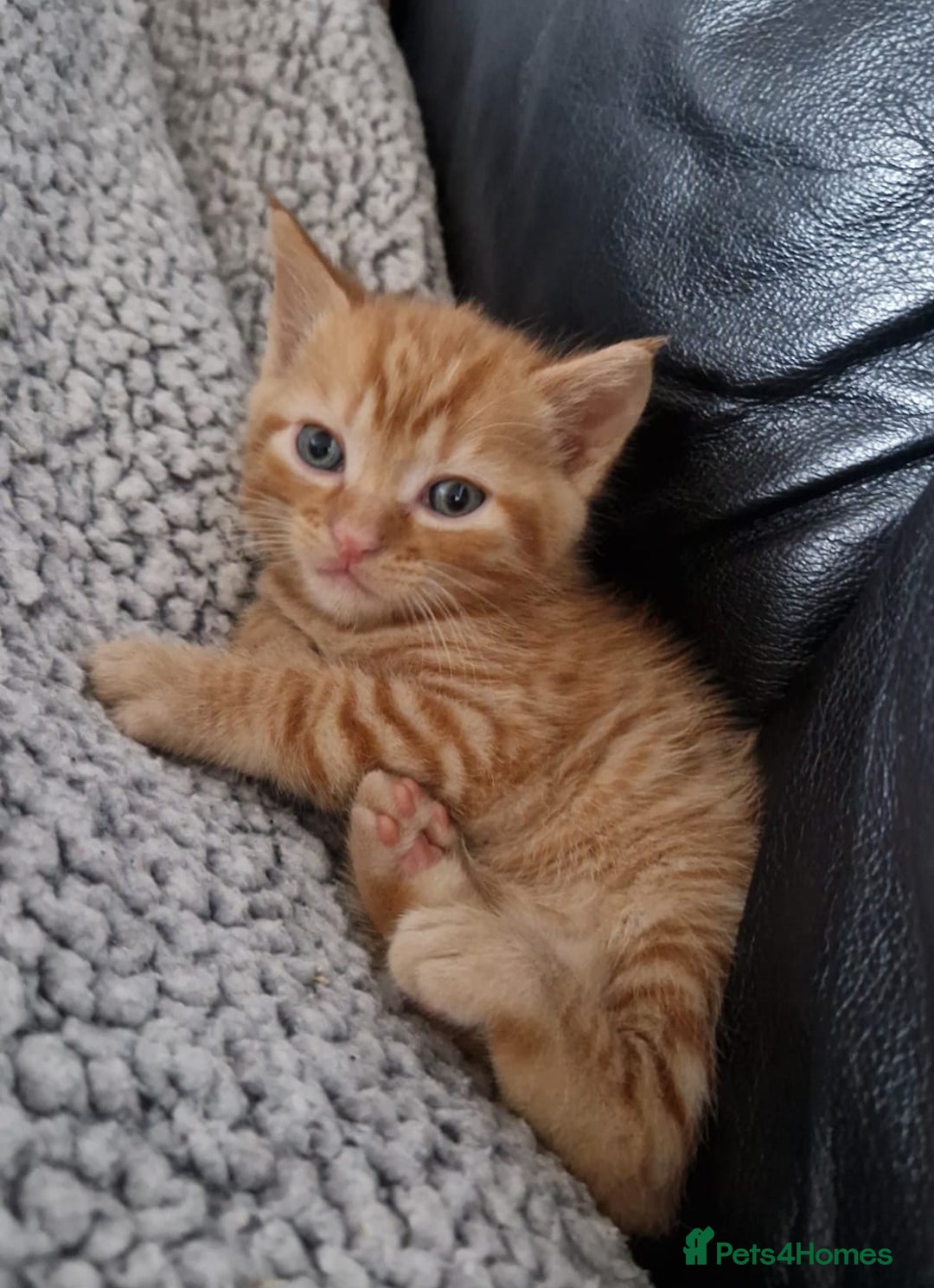 Domestic Shorthair cats for sale: Kittens For Sale - Image 7