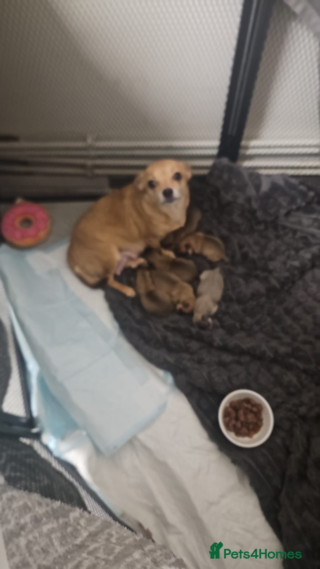 Chihuahua dogs Beautiful litter of chihuahua puppies - Advert 11