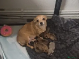 Chihuahua dogs Beautiful litter of chihuahua puppies - Advert 3