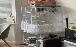 Cockatiels birds for sale: Pair of Cockatiels (female lutino and grey male) - Image 3