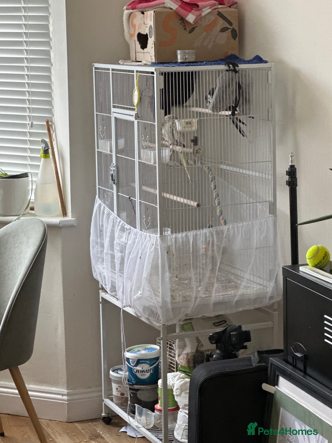 Cockatiels birds for sale: Pair of Cockatiels (female lutino and grey male) - Image 3