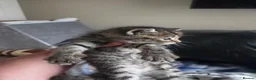 Mixed Breed cats for sale: Kittens are looking for their homes - Advert 11