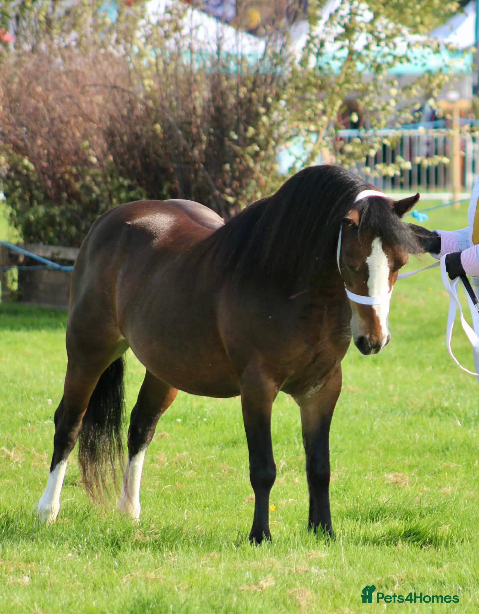 Welsh Section A horses Registered Welsh A mare  - Advert 2