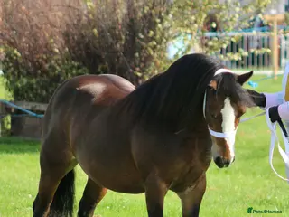 Welsh Section A horses Registered Welsh A mare - Advert 2