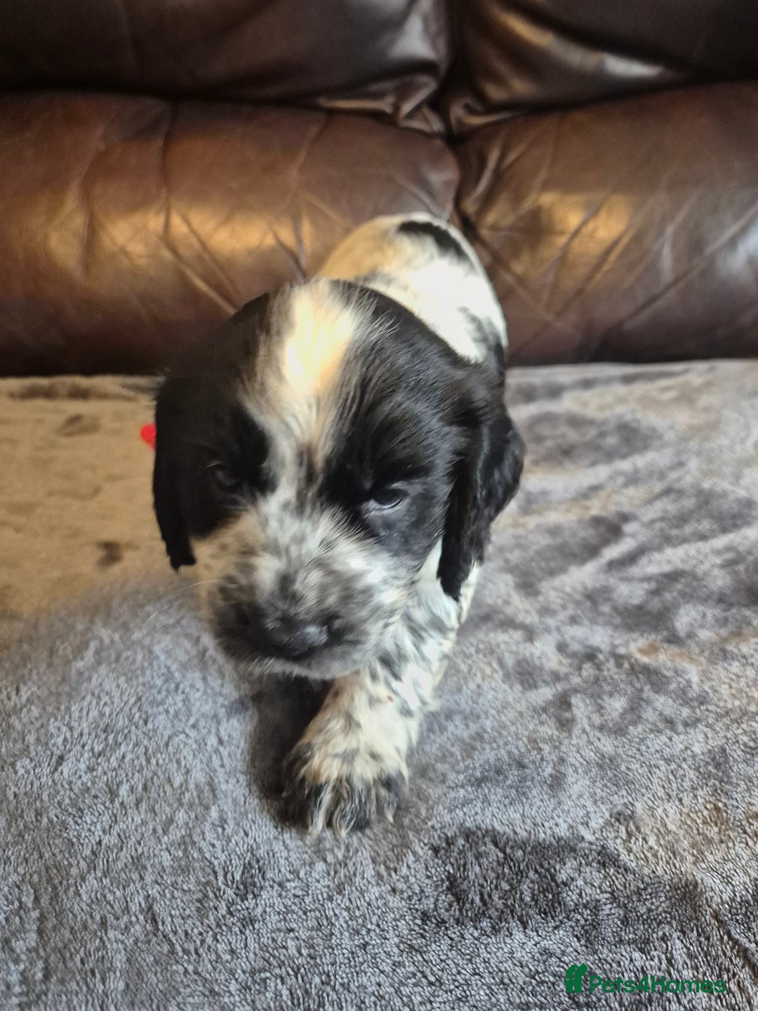 Cocker Spaniel dogs for sale: Cocker spaniel pups ready now!!  - Image 5