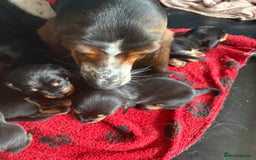 Mixed Breed dogs for sale: A huge surprise! - Image 1
