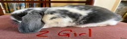 Mini Lop rabbits for sale: Fabulous Friendly Mini Lop Babies - Advert 10
