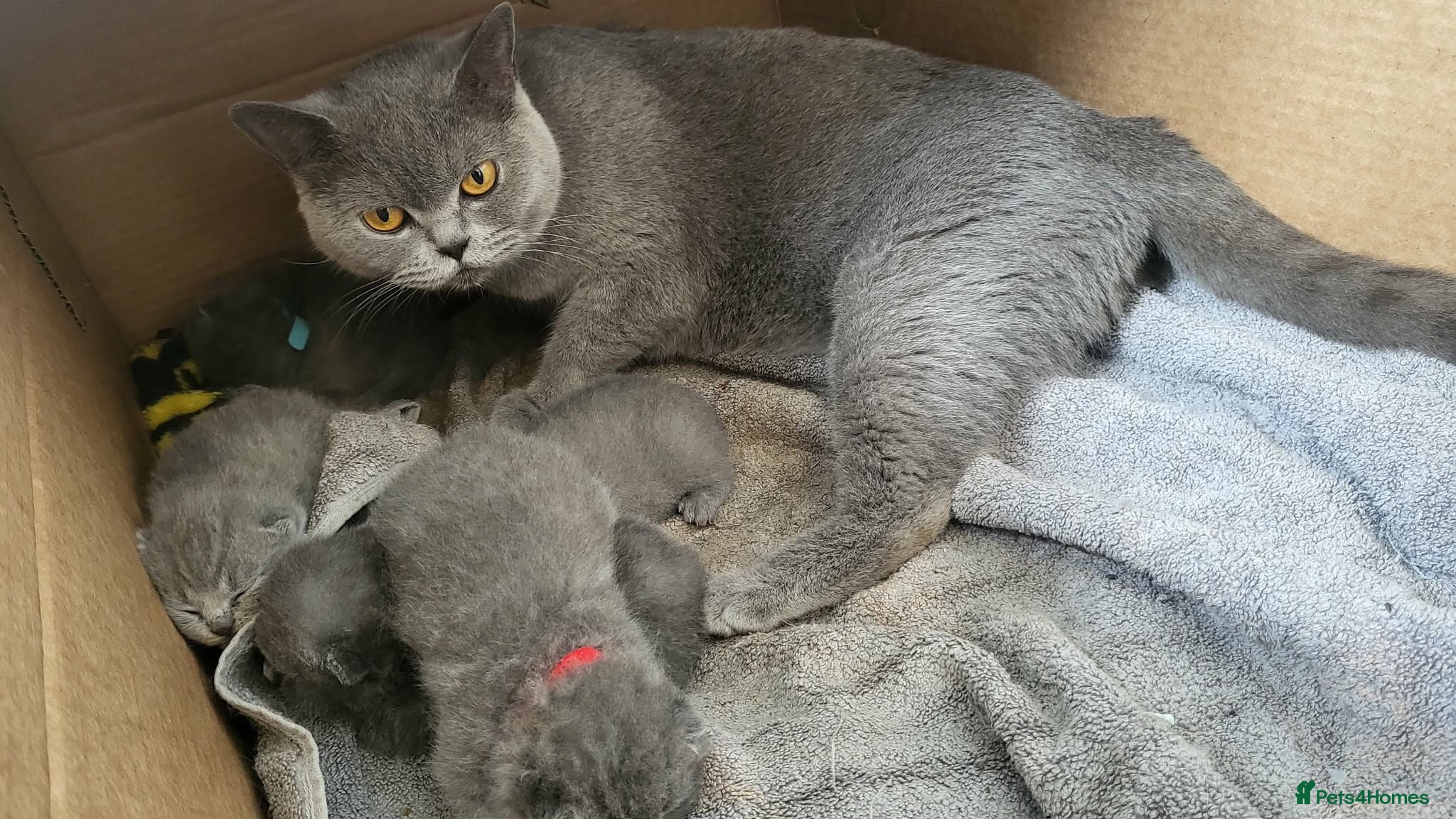 British Shorthair cats Stunning British shorthair kittens - Advert 1