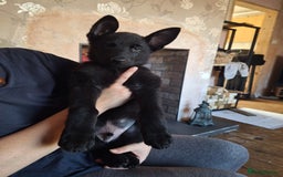 German Shepherd dogs for sale: 10 Healthy Beautiful German shepherds - Image 16
