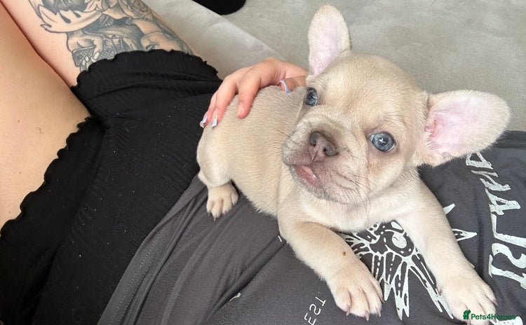 French Bulldog dogs - Advert 4